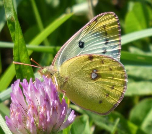 Colias sp.